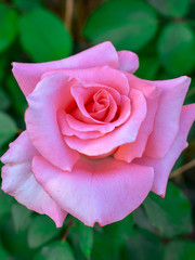 Garden Rose Background