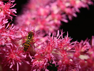 small bee on pink flower