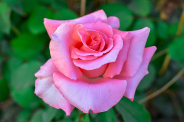 Garden Rose Background