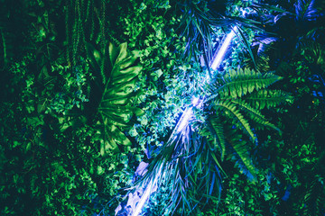 Flat lay. Creative fluorescent color layout made of tropical leaves with neon light .