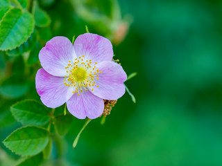 Pink flower head from top view front of the green blurry background