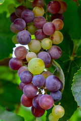 Grapes in branch