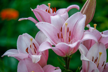 Lily flower in the garden. Shallow depth of field. Close-up