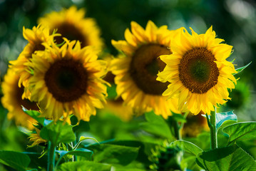 Sunflower natural background. Sunflower blooming. Close-up of sunflower