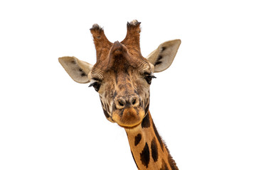 isolated on looking wild giraff head with white background - obrazy, fototapety, plakaty