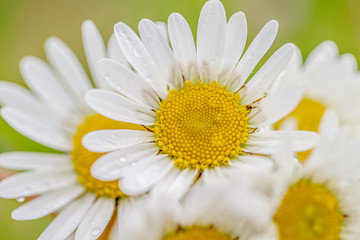 Fototapeta premium white daisies on green background