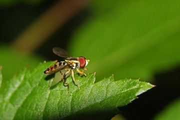 fly on leaf