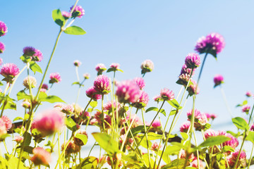 Pink flowers on background of blue sea in the summer