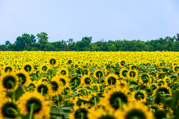 Wonderful panoramic view field of sunflowers by summertime