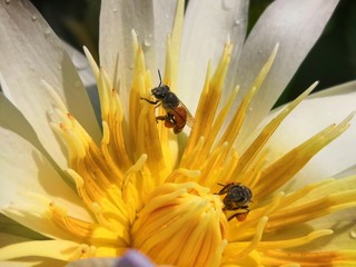 bee on white​ lotus​
