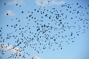 many birds flying in the blue sky