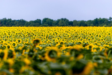 Obraz premium Wonderful panoramic view field of sunflowers by summertime