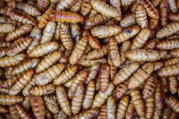 Maggots Background, fish bait, feed, for fishing