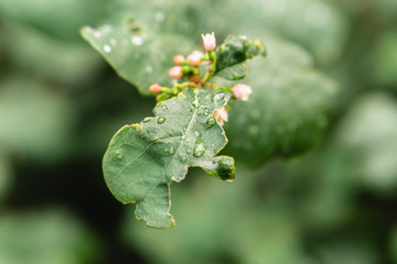 Raindrops on green leaves, morning dew on leaves in the garden