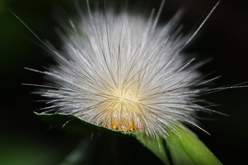 closeup of white fuzzy caterpillar on black background