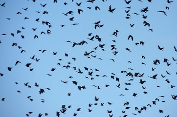 many birds flying in the blue sky
