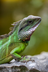 Green Iguana (Iguana Iguana) sitting on on a tree branch in natural habitat, close-up