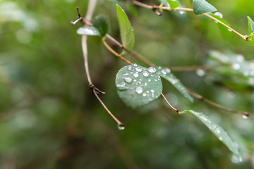 Raindrops on green leaves, morning dew on leaves in the garden