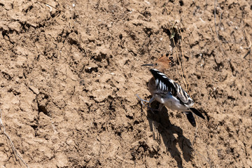 Eurasian Hoopoe or Common Hoopoe or Upupa epops the beautiful brown bird with spiky hair, beautiful crested bird