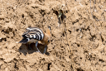 Eurasian Hoopoe or Common Hoopoe or Upupa epops the beautiful brown bird with spiky hair, beautiful crested bird