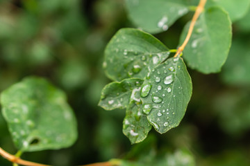Raindrops on green leaves, morning dew on leaves in the garden