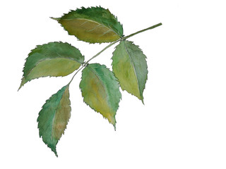 Watercolor illustration of a green plant leaf