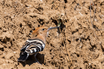 Eurasian Hoopoe or Common Hoopoe or Upupa epops the beautiful brown bird with spiky hair, beautiful crested bird