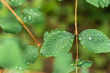Raindrops on green leaves, morning dew on leaves in the garden