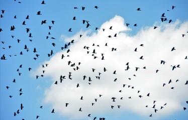many birds flying in the blue sky