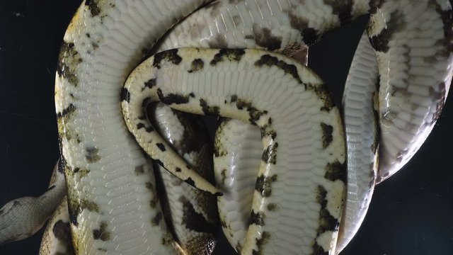 Video of royal ball phyton, camera rushed down