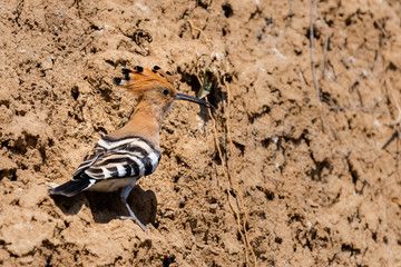 Eurasian Hoopoe or Common Hoopoe or Upupa epops the beautiful brown bird with spiky hair, beautiful crested bird