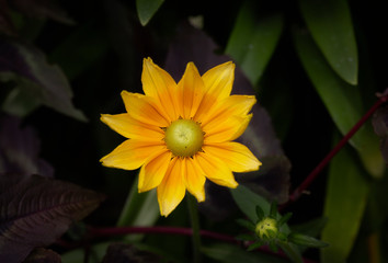 Rudbeckia Prairie Gold Rudbeckia is a plant genus in the sunflower family, the species are commonly called coneflowers and black-eyed-susans.