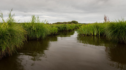 wetland in the natural park of saint lyphard