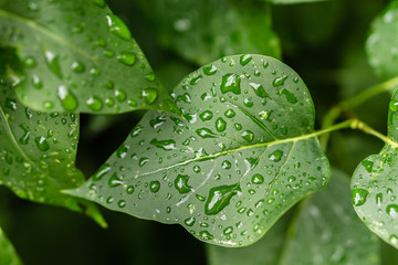Raindrops on green leaves, morning dew on leaves in the garden