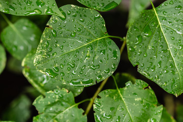Raindrops on green leaves, morning dew on leaves in the garden