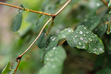 Raindrops on green leaves, morning dew on leaves in the garden