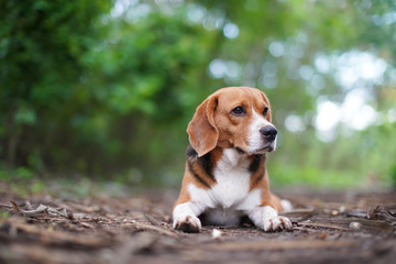 Portrait of beagle dog outdoor in the park.