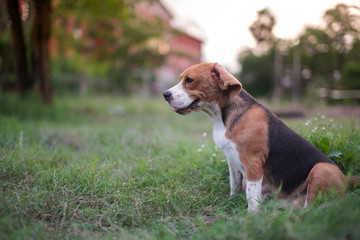 Naklejka na ściany i meble A cute beagle dog sits on the ground outdoor in the park.