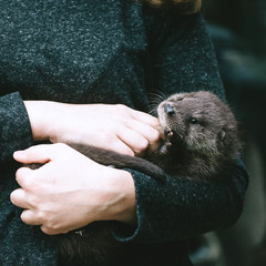 An orphaned European otter cub on hands