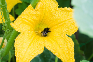 Bumblebee in a big orange pumpkin flower