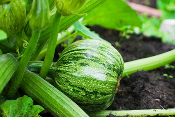 Ripe round squash on a bush in the garden. Agricultural concept, farming season