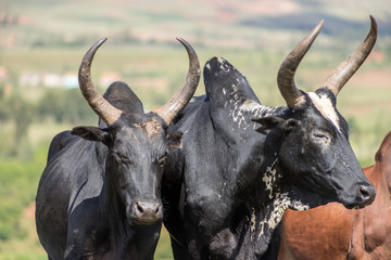 Madagasy Zebu cows with huge horns at the Zebu Market of Ambalavao, Madagascar. Black and white 