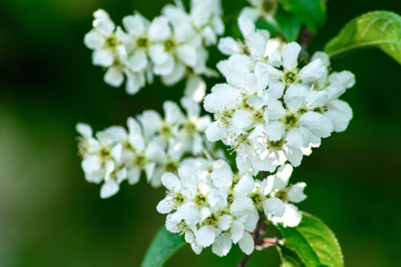spring flowering trees, cherry twig close-up