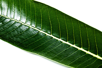 Close up plumeria leaf on white background