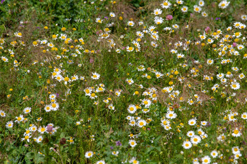 Wildflowers grow in the field in summer