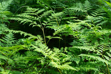 fern