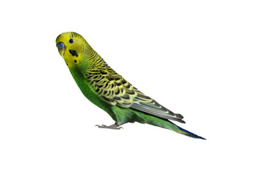 green parrot on white background