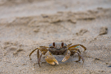 small sea crab on beach 