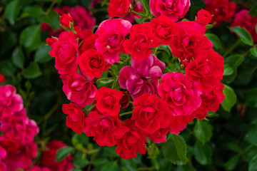 Dunkelrot blühende Beetrosen