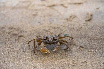 small sea crab on beach 